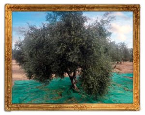 árbol del olivo