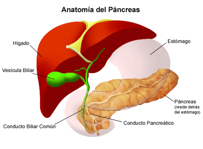 pancreas-dibujo-4
