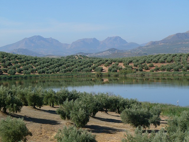 Aceite de oliva de Jaén: Excelente zumo de aceituna